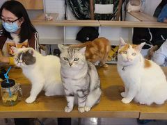 -平行世界·猫咖(首经贸店)