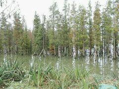 -白鹭湾湿地公园