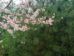 -东升八家郊野公园
