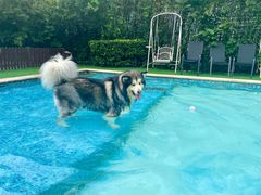 -汪说喵讲宠物乐园宠物酒店(红星美凯龙店)