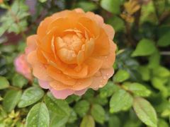 -长发西饼(道前店)