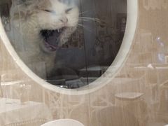 -吉丁鸟咖·异宠·寄养