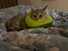 -艾贝尔宠物诊疗