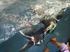 -太平洋海底世界