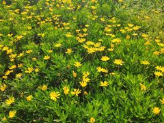 -双季花艺园艺市场(浦东店)