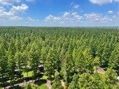 -黄海国家森林公园