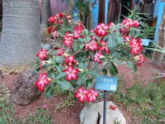 -北京植物园-展览温室