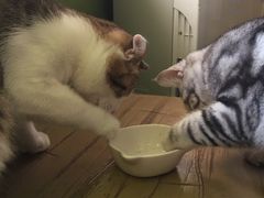 猫咪-猫猫幼稚园·撸猫·桌游·电玩