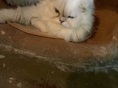 -猫猫幼稚园·撸猫·桌游·电玩