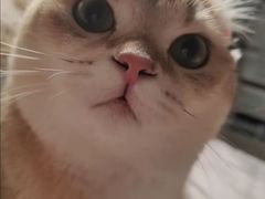 -瑞鹏宠物医院·骨科·猫科·内科(第一中心)