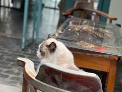 -喵屿·大理花园猫咖