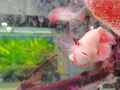 -曲阳花鸟市场(曲阳路店)