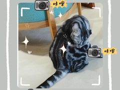 -藏猫猫咖啡主题馆(中央大道店)