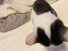 -四月宠物医院·猫专科·心脏专科·内科(转塘店)