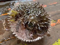 -蓝湾碧波·老字号·疍家非遗海上餐厅