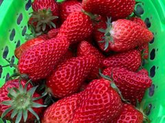 -田趣农庄草莓采摘园
