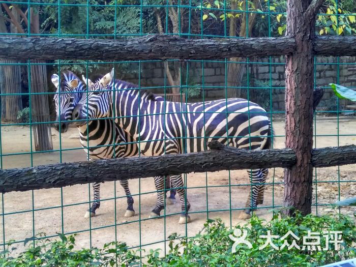 福州動物園斑馬圖片 - 第17張