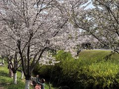 -羊山湖公园
