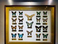 -上海昆虫博物馆