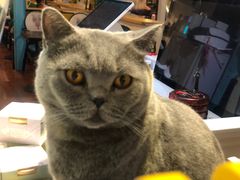 -猫小院猫主题咖啡厅(北锣店)