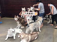 -TrueLove @ Neverland (Husky Cafe)