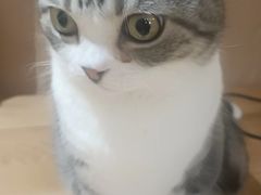 -MOCHA明星猫咖(田子坊店)