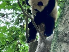 -都江堰中华大熊猫苑