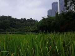 -龙头寺公园