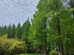 -黄海国家森林公园