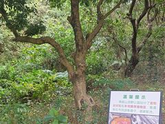 -燕晗山郊野公园