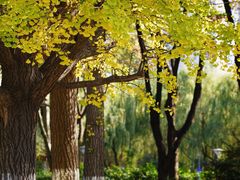 -昆山城市生态森林公园