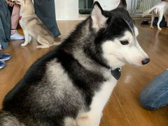 -Husky Go! 哈士奇体验馆·宠物咖啡厅狗咖