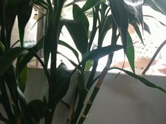 -丰记锅贴店(康居里店)