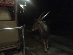 -清迈夜间动物园