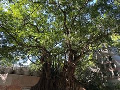 -九龙公园