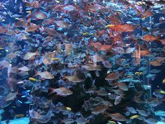 -成都浩海立方海洋公园