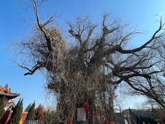 -大槐树寻根祭祖园