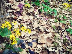 -合肥滨湖国家森林公园