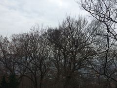 -上海佘山国家森林公园西佘山园