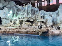 -帝企鹅自助餐厅•儿童岛•真企鹅(长隆企鹅酒店)