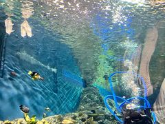 -上海海洋水族馆