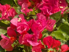 -丽泽山庄·生态怀柔菜·虹鳟鱼(红螺寺店)