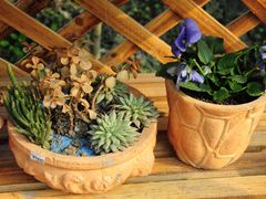 -三圣花乡旅游区