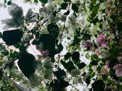 -深圳国际园林花卉博览园