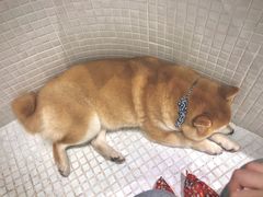 -柴务处·柴犬主题狗咖