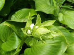 -斯多格书乡(北京大学畅春园店)