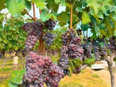 -泰生小镇旅游景区