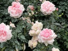 -人民公园(罗湖区)