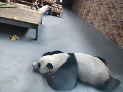 -东莞香市动物园