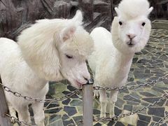 -上海大自然野生昆虫馆(东方明珠·爬宠昆虫探索中心)